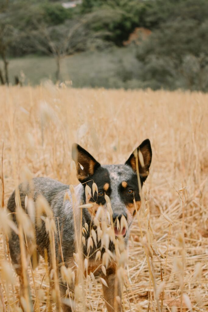 Pexels Augusto Silveira's awesome photo of a cattle dog in the grass