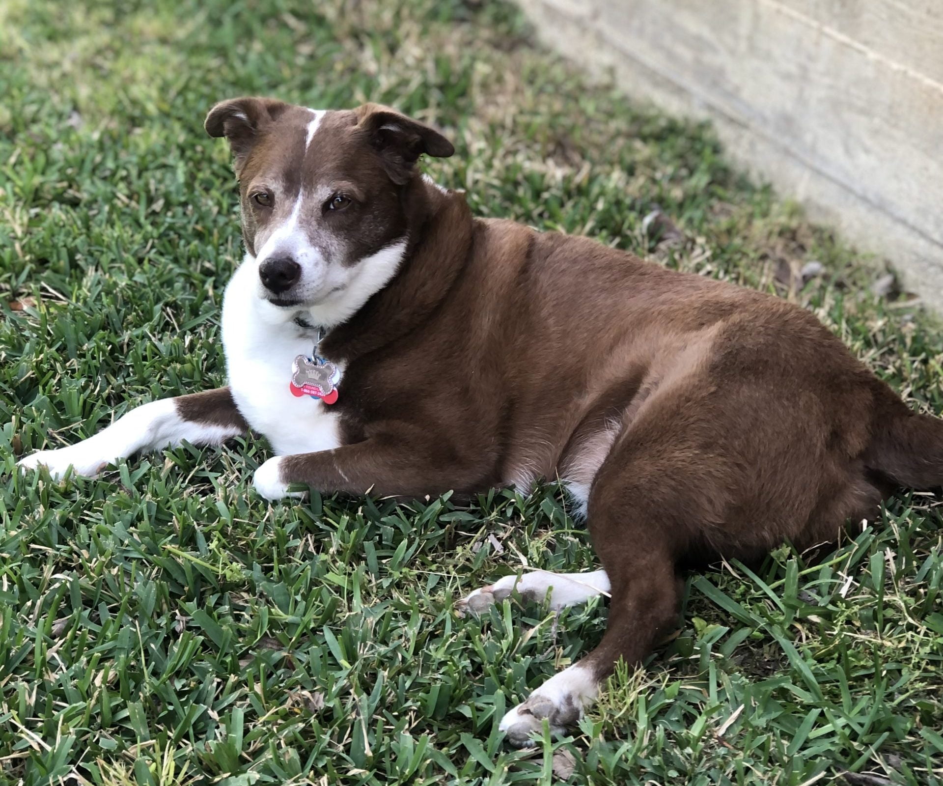 Ariel, Site mascot for Pawsitive Cravings products | Premium dog chew treats and classic bully sticks.