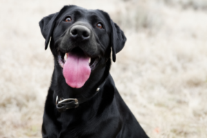 black lab smiling and asking if bully sticks are safe