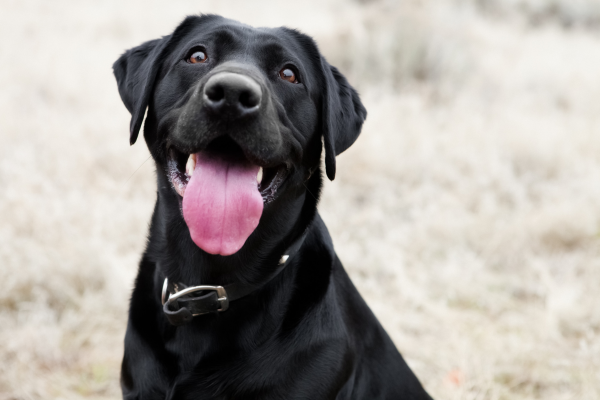 black lab smiling and asking if bully sticks are safe