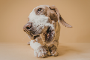 a dog that may be eating a collagen stick